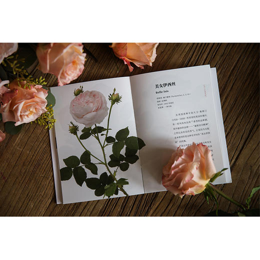 时间的玫瑰 御巫由纪 著 玫瑰花 玫瑰历史 玫瑰故事 中信出版社图书 正版 商品图1