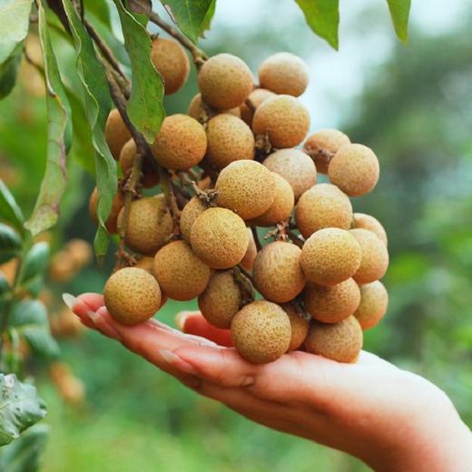 【云燕优品】泸县老树桂圆新鲜龙眼特优果5斤特优顺丰 商品图0