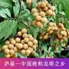 【云燕优品】泸县老树桂圆新鲜龙眼特优果5斤特优顺丰 商品缩略图1