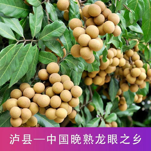 【云燕优品】泸县老树桂圆新鲜龙眼特优果5斤特优顺丰 商品图1