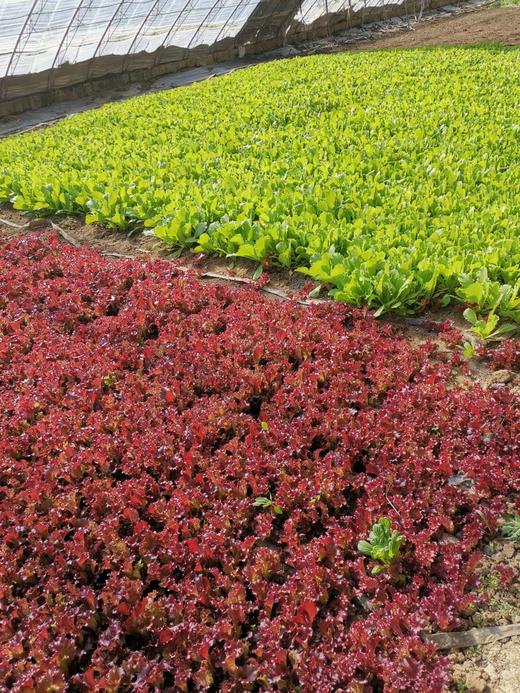 妈妈菜篮有机蔬菜月卡（每月6次配送每次6-8种蔬菜总重约5斤） 商品图1