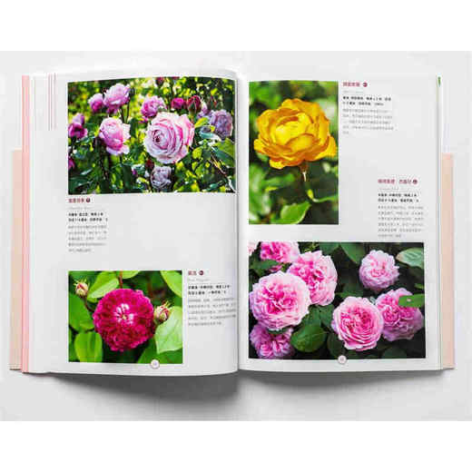 月季新手百科 后藤绿 著 养花 日本玫瑰女王 新手养花 园艺 植物艺术 新手入门 图文展示 中信出版社图书 正版 商品图3