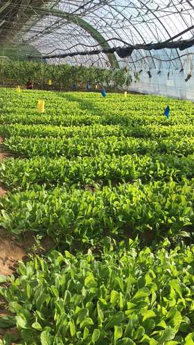 妈妈菜篮有机蔬菜月卡（每月6次配送每次6-8种蔬菜总重约5斤）