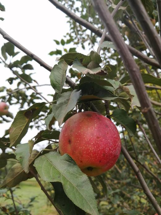原生态种植的昌红苹果5斤大小果混装 商品图0