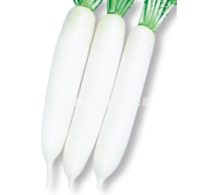 [专业种子] "春白"萝卜种子