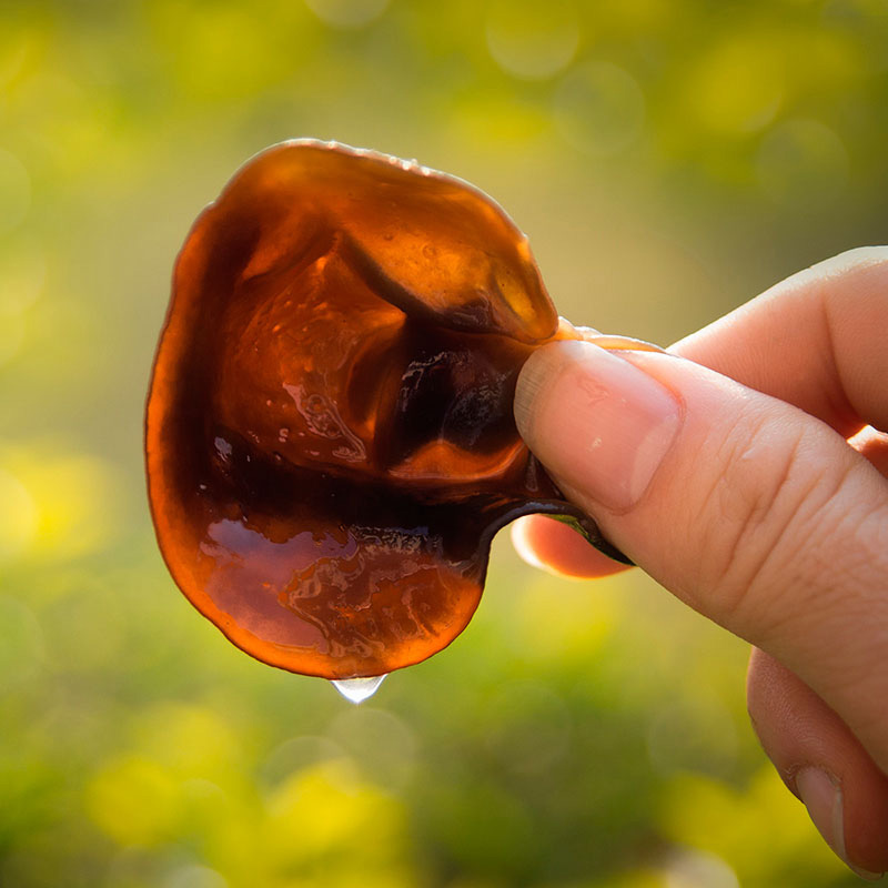 林中宝黑木耳 胶质满满肉质肥厚 Q弹爽口 朵朵脆嫩光滑 全国非偏远地区包邮