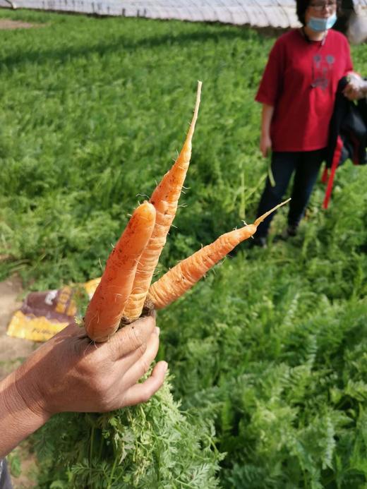 （超值体验）妈妈菜篮有机蔬菜单次体验卡（6-8种蔬菜总重约5斤） 商品图1