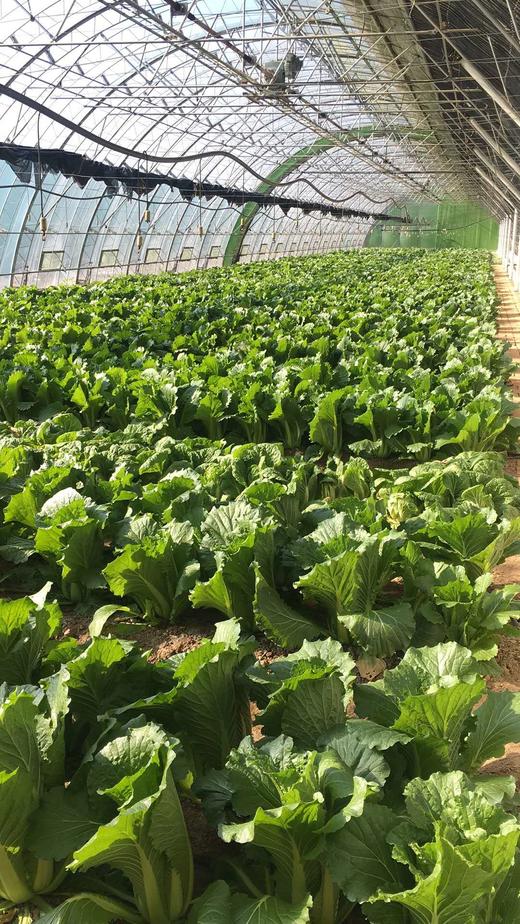 （超值体验）妈妈菜篮有机蔬菜单次体验卡（6-8种蔬菜总重约5斤） 商品图4