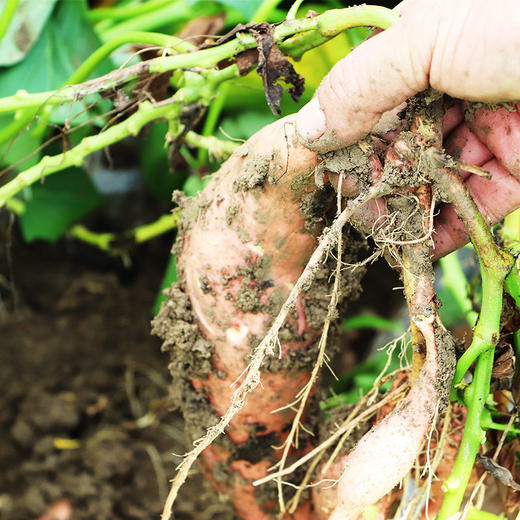 临泉西瓜红红薯番薯10斤 商品图4