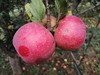 原生态种植的昌红苹果5斤大小果混装 商品缩略图1