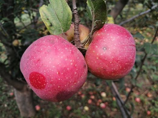 原生态种植的昌红苹果5斤大小果混装 商品图1