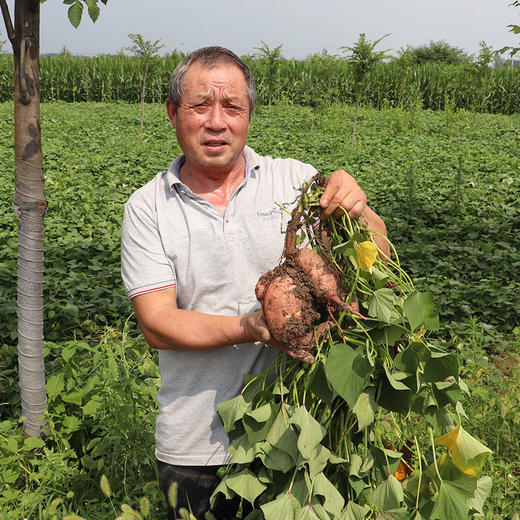 临泉西瓜红红薯番薯10斤 商品图2