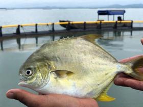  隔三差五一定要给孩子吃金鲳鱼，助孩子成长发育的一大帮手 