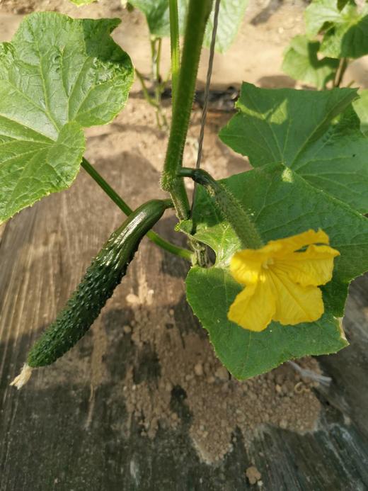 （超值体验）妈妈菜篮有机蔬菜单次体验卡（6-8种蔬菜总重约5斤） 商品图2