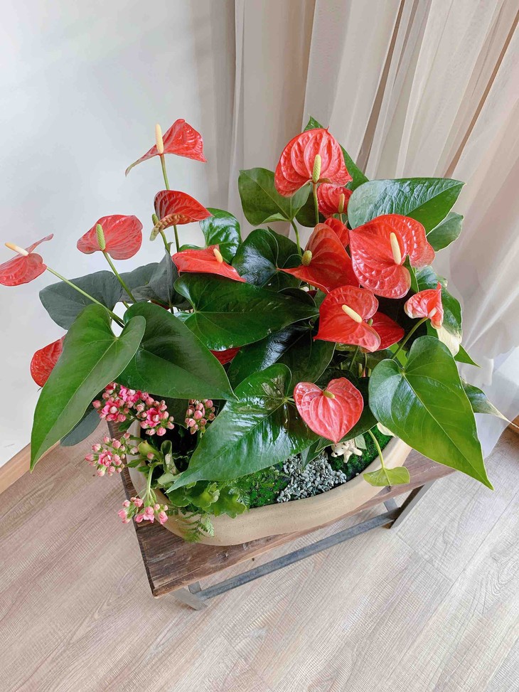 同城配送 秋季新品【红掌组合】盆栽