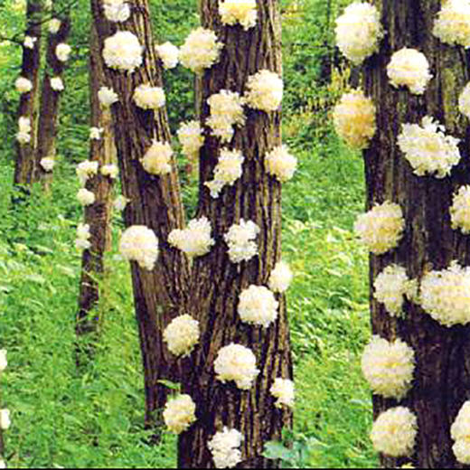 林中宝银耳一份两包  口感顺滑 胶质粘稠 袋装100g/包   全国非偏远地区包邮 商品图1