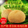 林中宝猴头菇 深山泉水灌溉 无杂质口感好  全国非偏远地区包邮 商品缩略图1