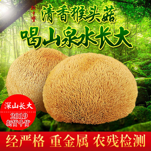 林中宝猴头菇 深山泉水灌溉 无杂质口感好  全国非偏远地区包邮 商品图1