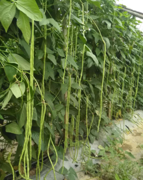 蔬菜进入盛果期，该如何追肥