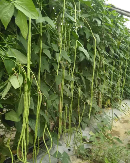 蔬菜进入盛果期，该如何追肥 商品图0