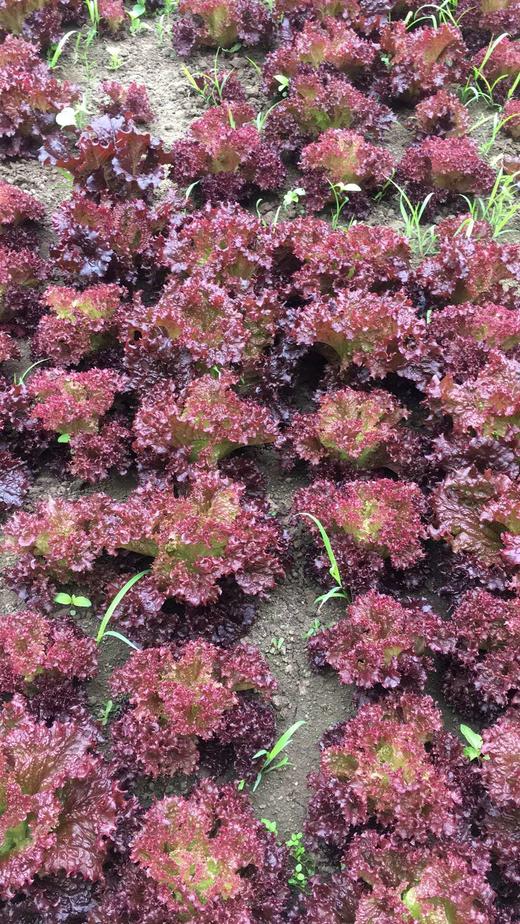 （超值体验）妈妈菜篮有机蔬菜单次体验卡（6-8种蔬菜总重约5斤） 商品图3