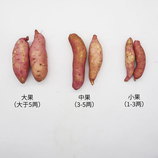 临泉西瓜红红薯番薯10斤 商品图1