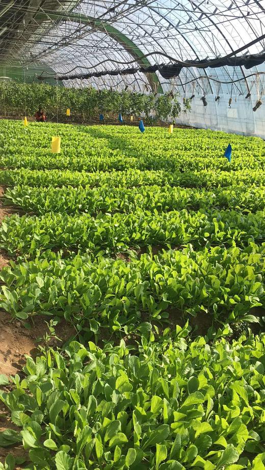 （超值体验）妈妈菜篮有机蔬菜单次体验卡（6-8种蔬菜总重约5斤） 商品图5