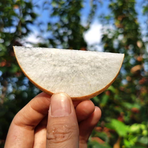 【快递停发，2月26日陆续发货】山东冰糖秋月梨 新鲜当季水果 蜜甜酥脆大雪梨 新鲜应季 精品大果 商品图2