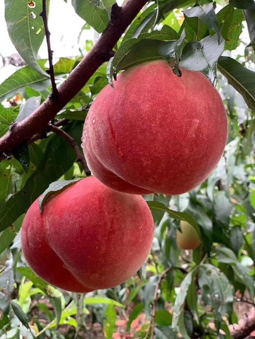 (产地直发）正宗丹东河口燕红桃特级果 一箱10斤，约400g每个*12 商品图0