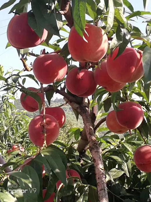 (产地直发）正宗丹东河口燕红桃特级果 一箱10斤，约400g每个*12 商品图3