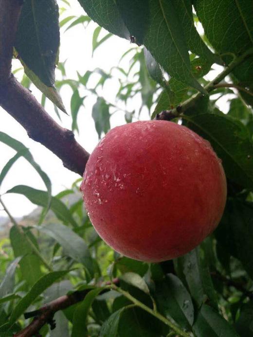 (产地直发）正宗丹东河口燕红桃特级果 一箱10斤，约400g每个*12 商品图1