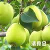 甘肃临夏啤特果 商品缩略图7