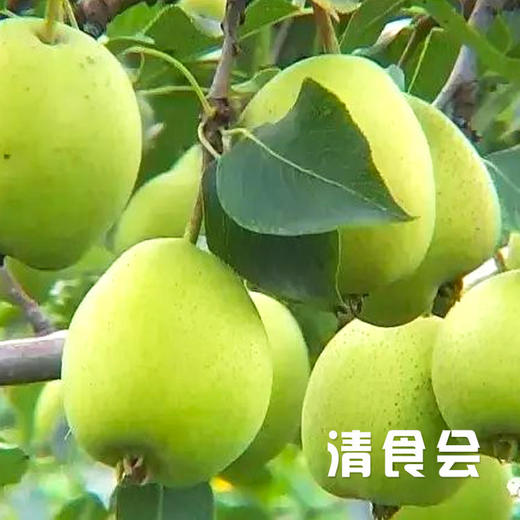 甘肃临夏啤特果 商品图7