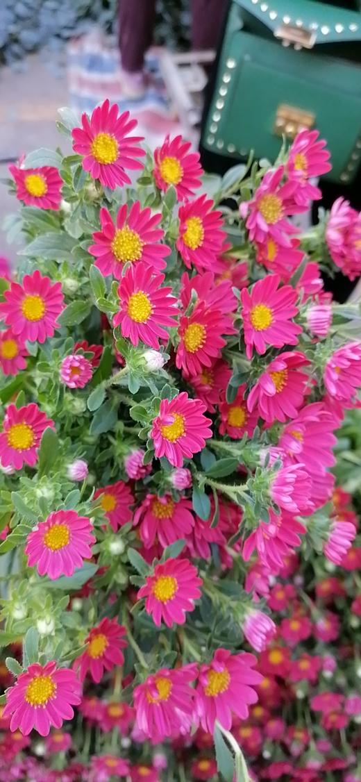 9.5日周末鲜花 商品图2