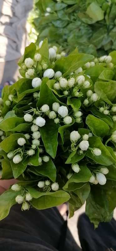 9.5日周末鲜花 商品图3