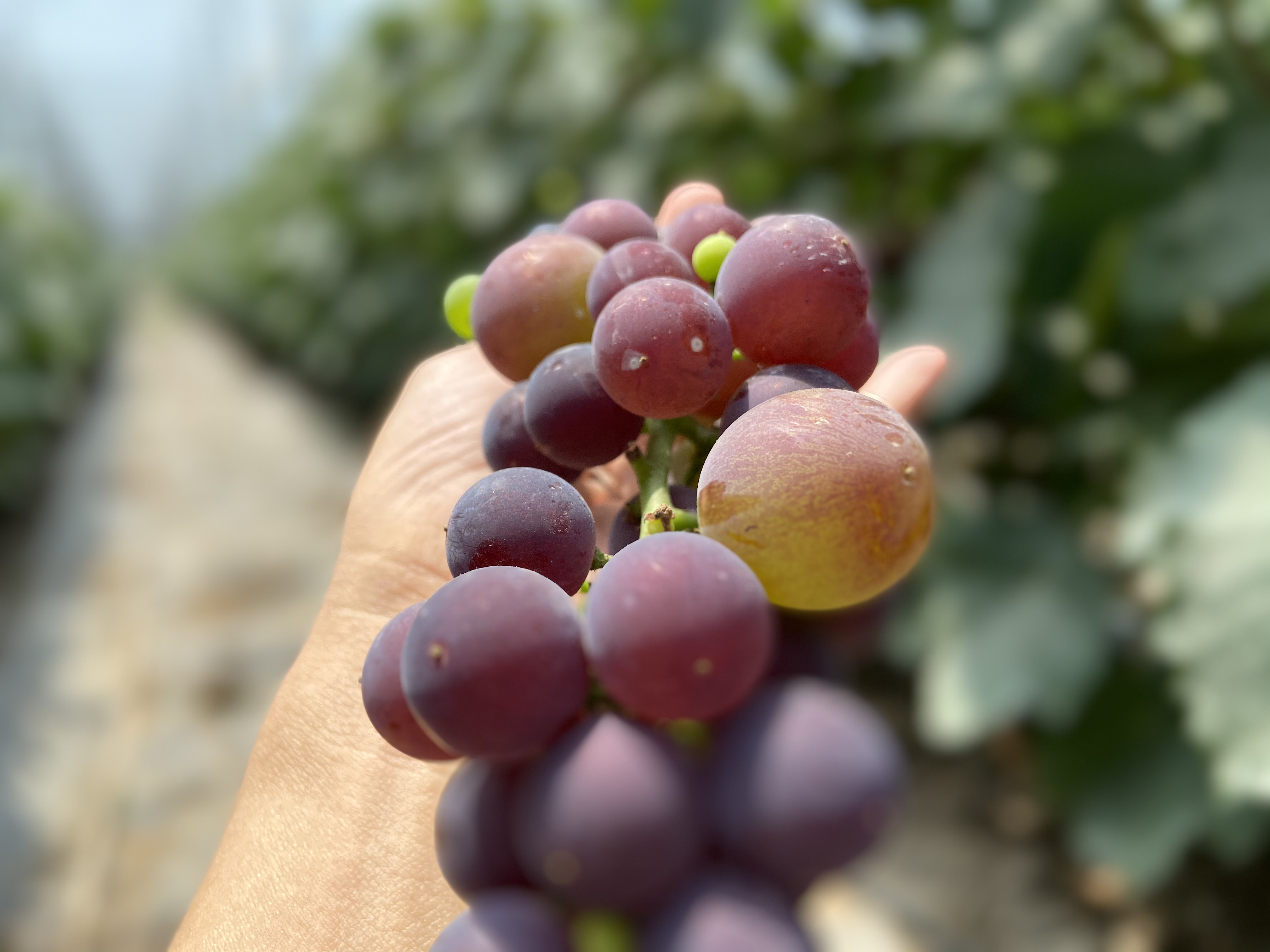 有机葡萄 味甜 巨峰葡萄的个头 玫瑰香的味道