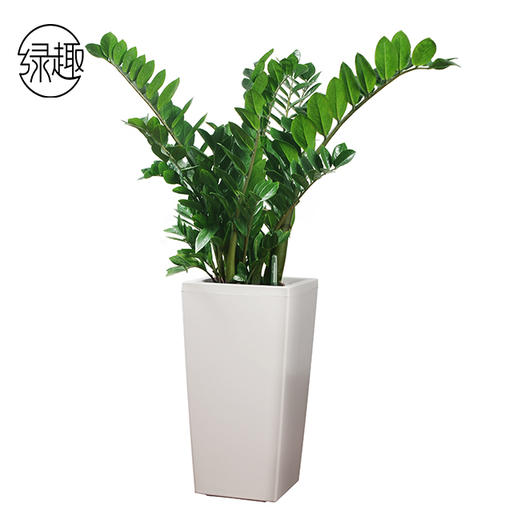 金钱满屋01 商品图0