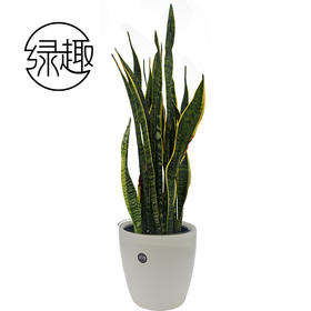 198虎皮兰01