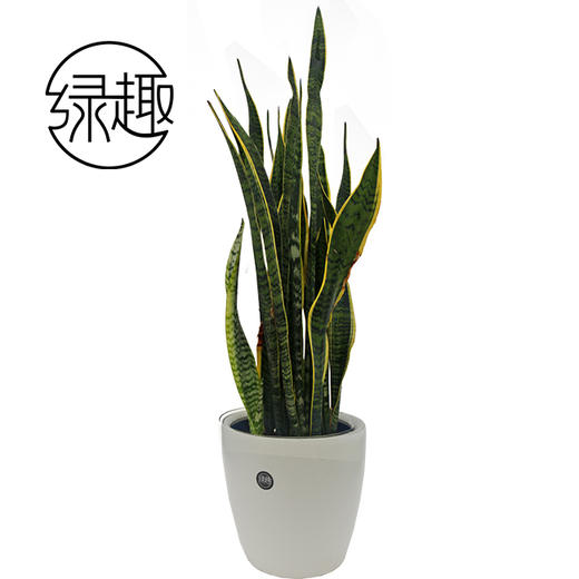 198虎皮兰01 商品图0