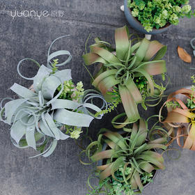 田园风空气凤梨草仿真花假花自然复古高档客厅玄关新中式书房茶几