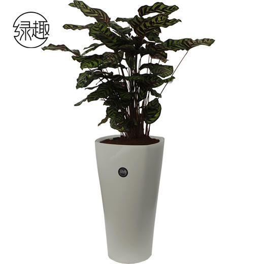 318孔雀竹芋01 商品图0