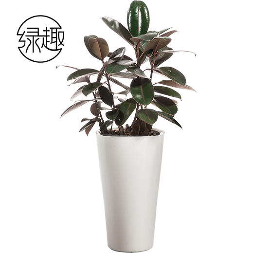 308黑金刚01 商品图0