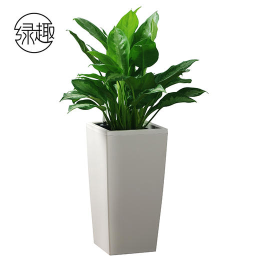 雅丽皇后01 商品图0