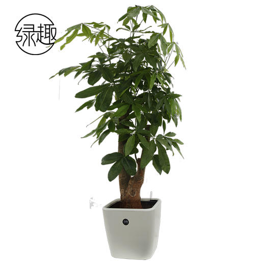 四季发财01 商品图0