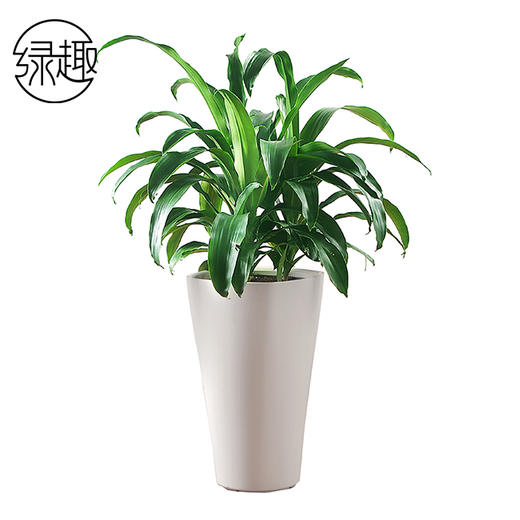 富贵满堂02 商品图0