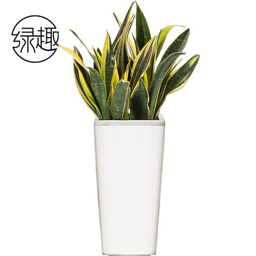 238虎皮兰02 商品图0