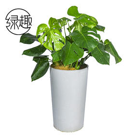 428龟背竹01