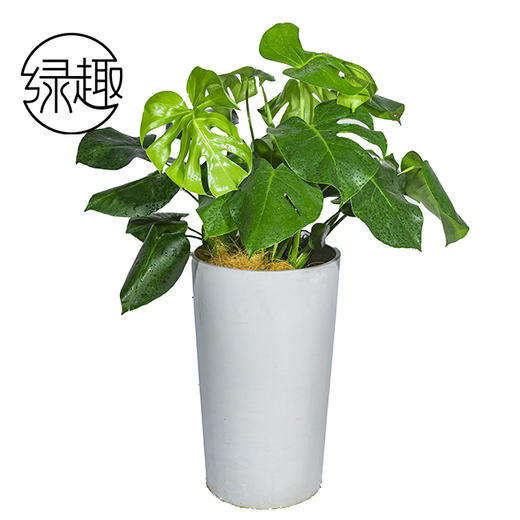 428龟背竹01 商品图0