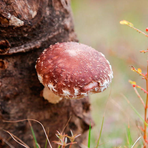 林中宝 粤北香菇 鲍鱼的口感 Q弹嫩滑 全国非偏远地区包邮 商品图1