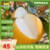 山东秋月梨5斤新鲜应季水果青岛产地直供现摘现发包邮 商品缩略图4
